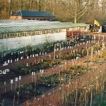 Jardinerie de Beloeil - 1973 - Plantes et arbustes