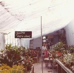 Jardinerie de Beloeil - 1979 - Plantes et arbustes